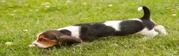 Basset Hound dogs for sale: Murphy - Ad 6