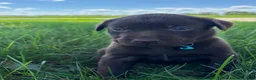 Labrador Retriever dogs for sale: Remi - Ad 7