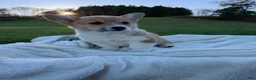 Welsh Corgi Pembroke dogs for sale: Lukas - Ad 3