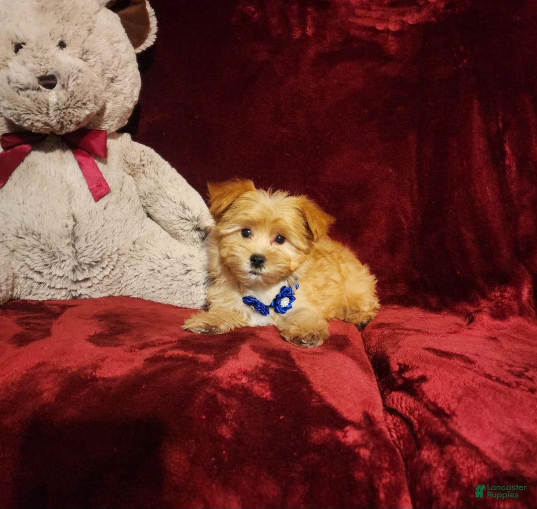 Yorkshire Terrier dogs for sale: DUSTY - Ad 2