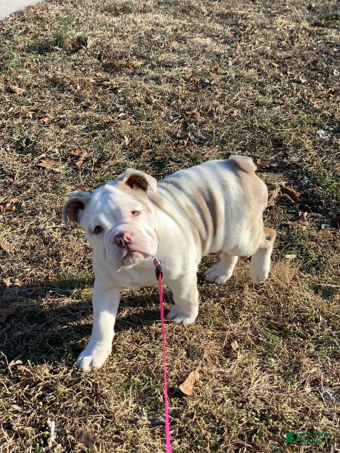 Gallery Image {{count}}