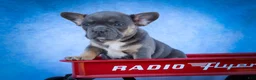Frenchton dogs for sale: Quest - Ad 13