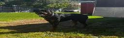Rottweiler dogs for sale: Scarlett - Ad 32