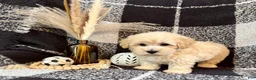 Schnoodle dogs for sale: Leo - Ad 2