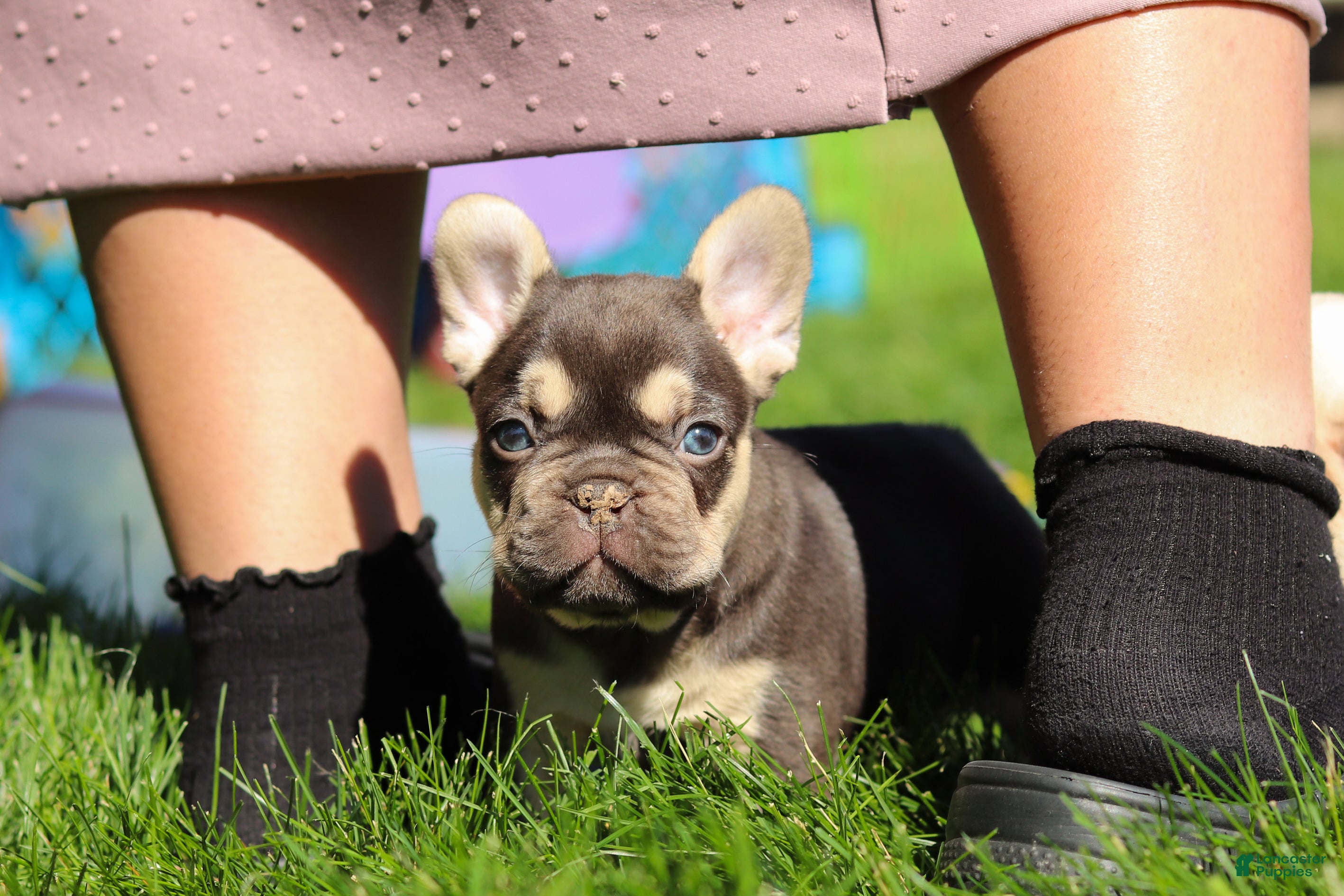 French Bulldog dogs for sale: Chase - Ad 4