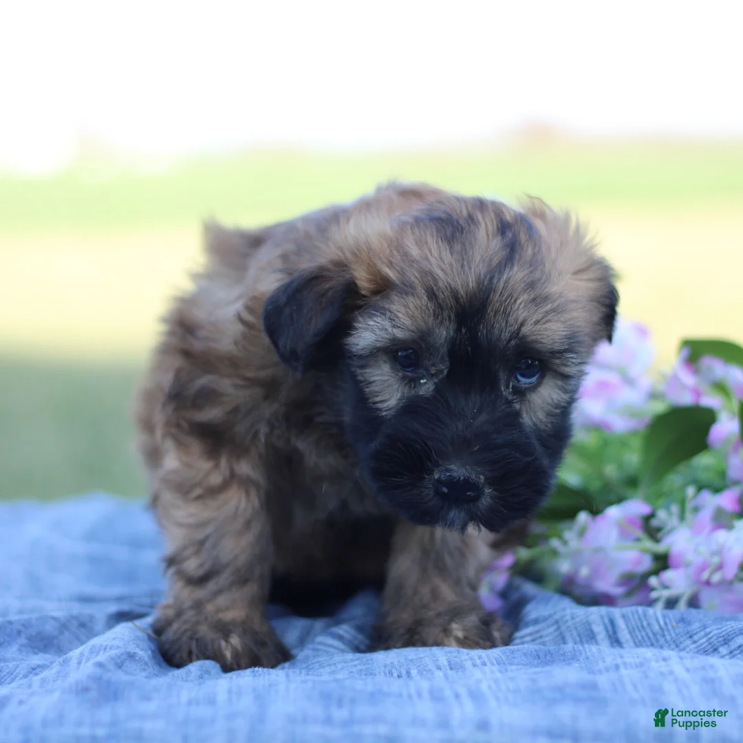 Soft Coated Wheaten Terrier dogs for sale: Gretta  - Ad 2