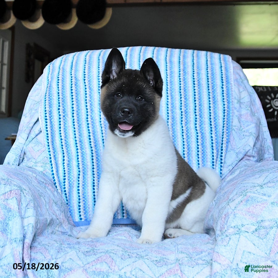 Akita dogs George - Ad 2