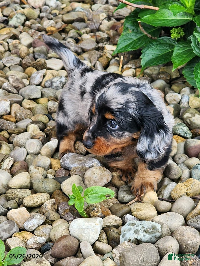 Dachshund dogs Dexter - Ad 1