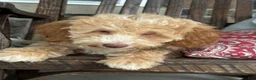 Mini Goldendoodle dogs for sale: Max - Ad 2