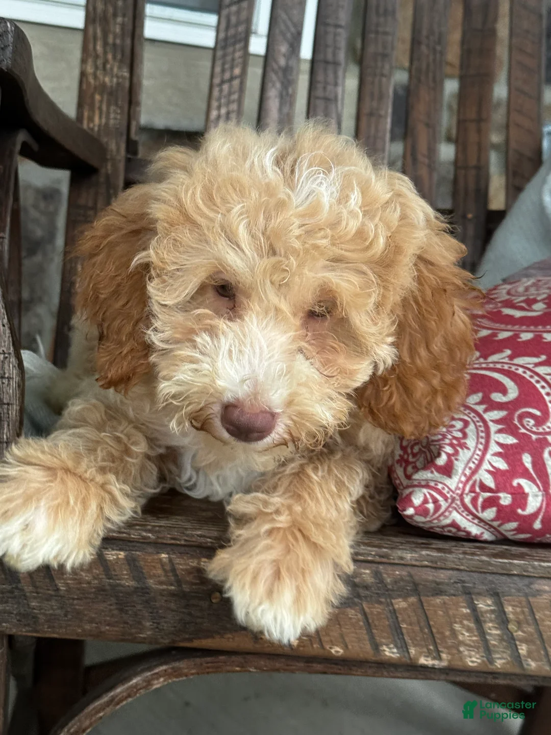 Mini Goldendoodle dogs for sale: Max - Ad 2