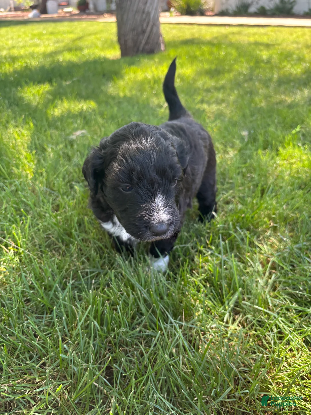 Aussiedoodle dogs for sale: Pickles - Ad 2