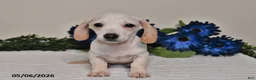 Miniature Dachshund dogs for sale: Izzy - Ad 3