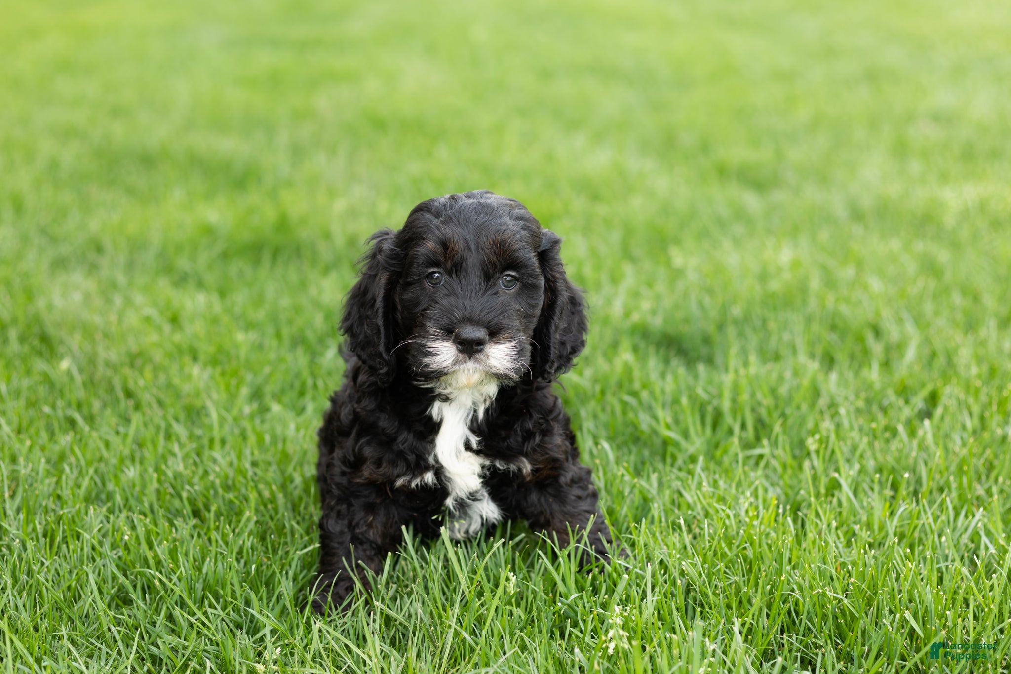 Cockapoo dogs Buster  - Ad 11