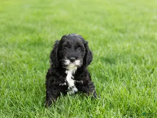 Cockapoo dogs Buster - Ad 11