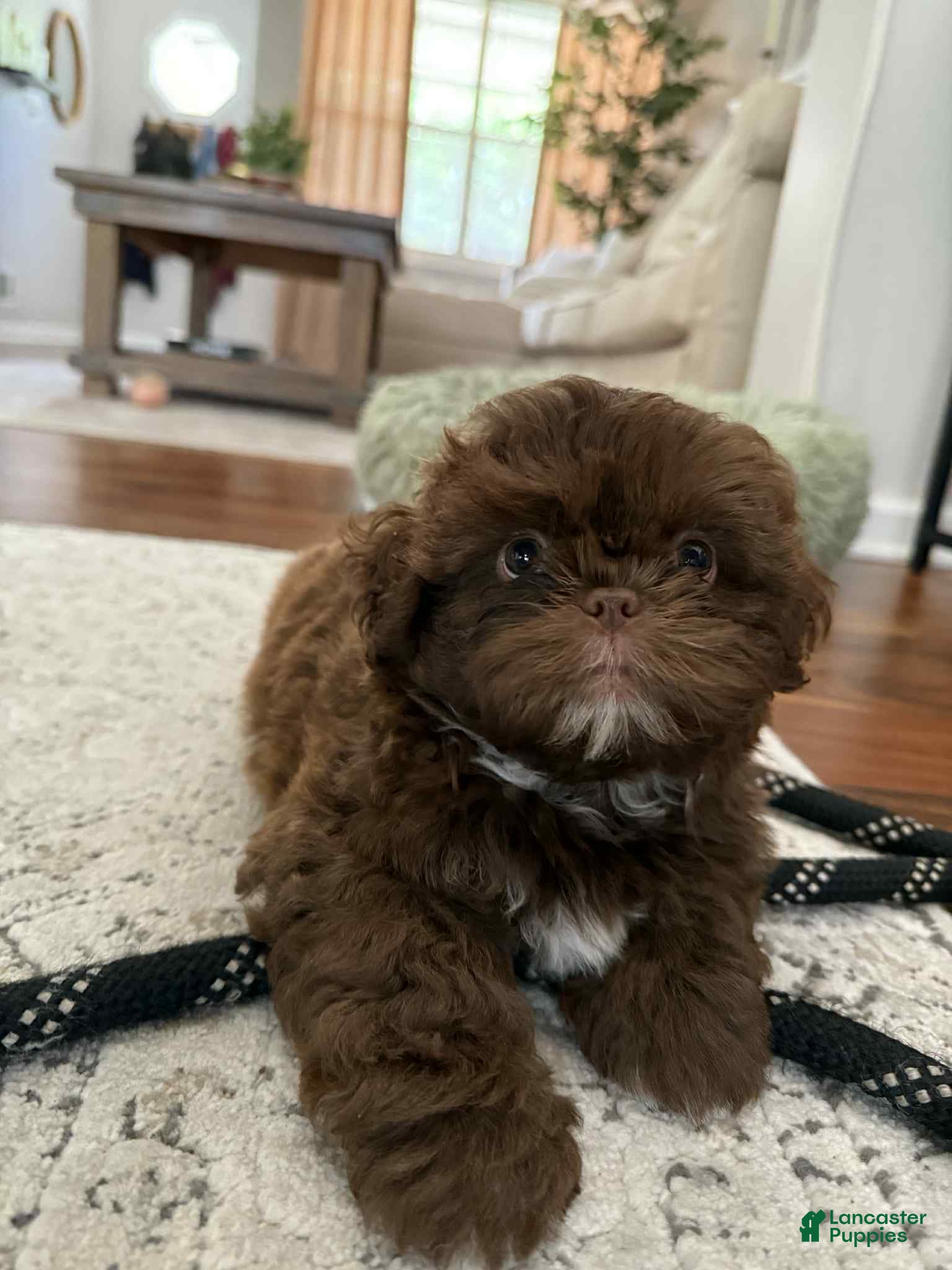 Shih Tzu dogs Jo - Ad 4