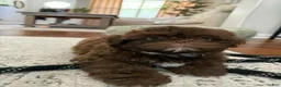 Shih Tzu dogs for sale: Jo - Ad 1