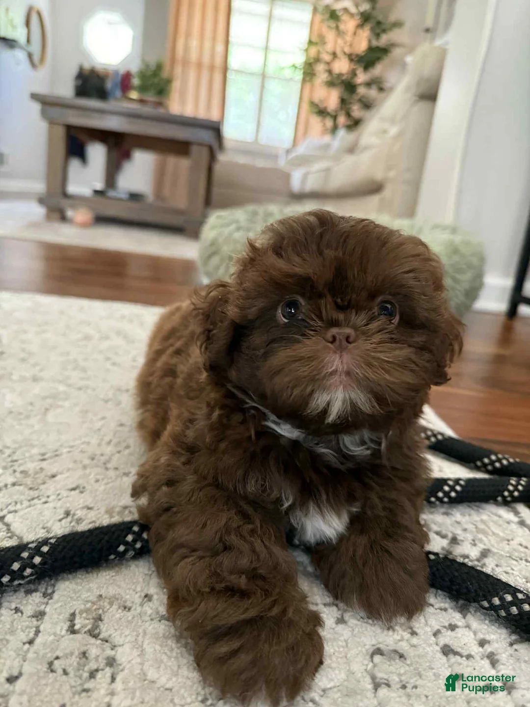 Shih Tzu dogs for sale: Jo - Ad 1