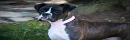 Boxer dogs for sale: Spot - Ad 10