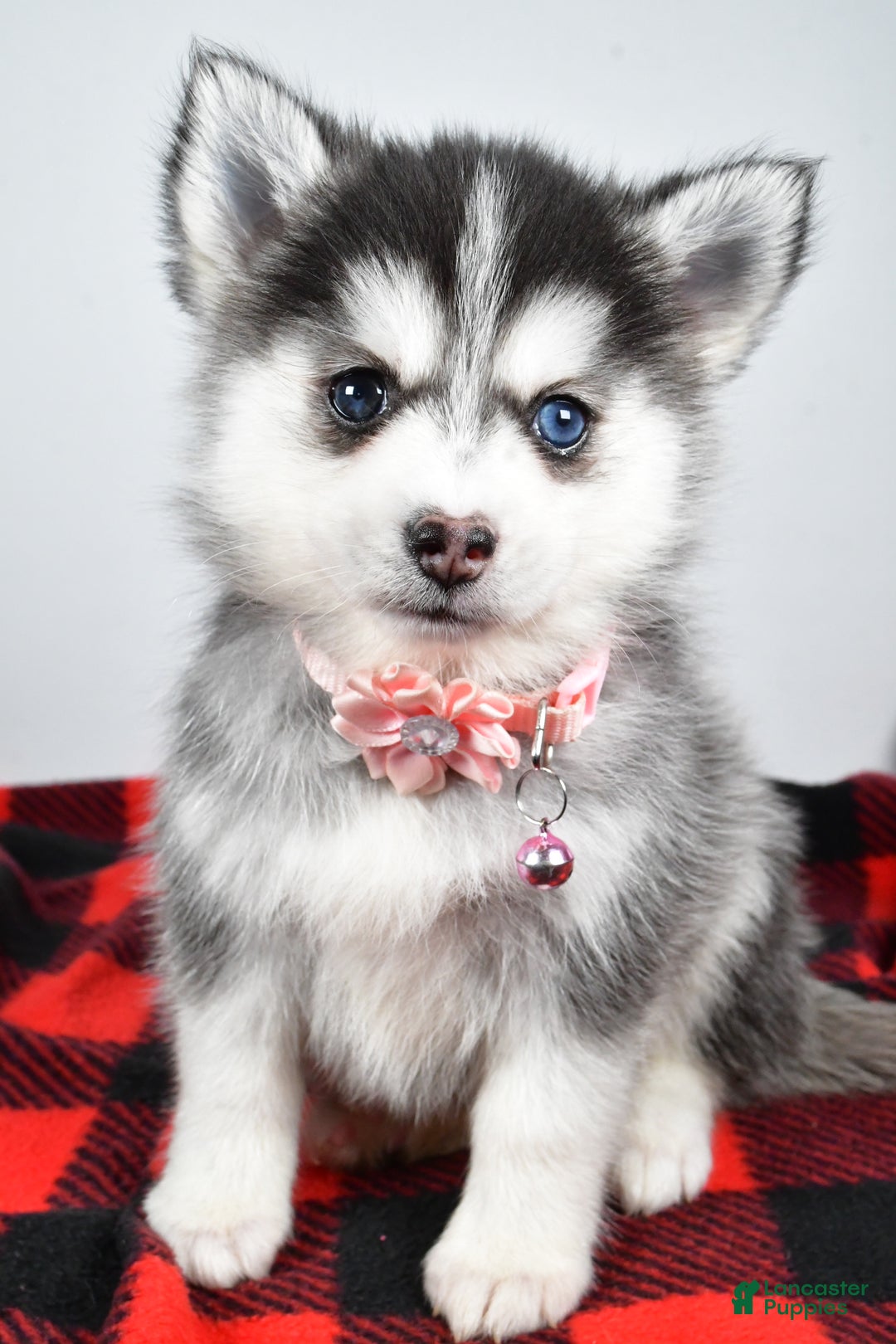 Pomsky dogs for sale: Heather - Ad 8
