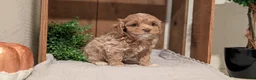 Cockapoo dogs for sale: Ezi - Ad 12
