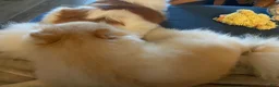 Pomeranian dogs for stud: Ares. - Ad 3