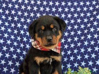 Rottweiler dogs Bryson - Ad 26