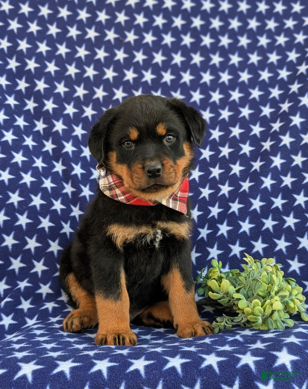 Rottweiler dogs for sale: Bryson - Ad 1