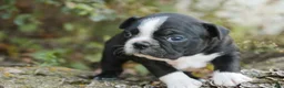 Boston Terrier dogs for sale: Carol Boston Terrier  - Ad 5