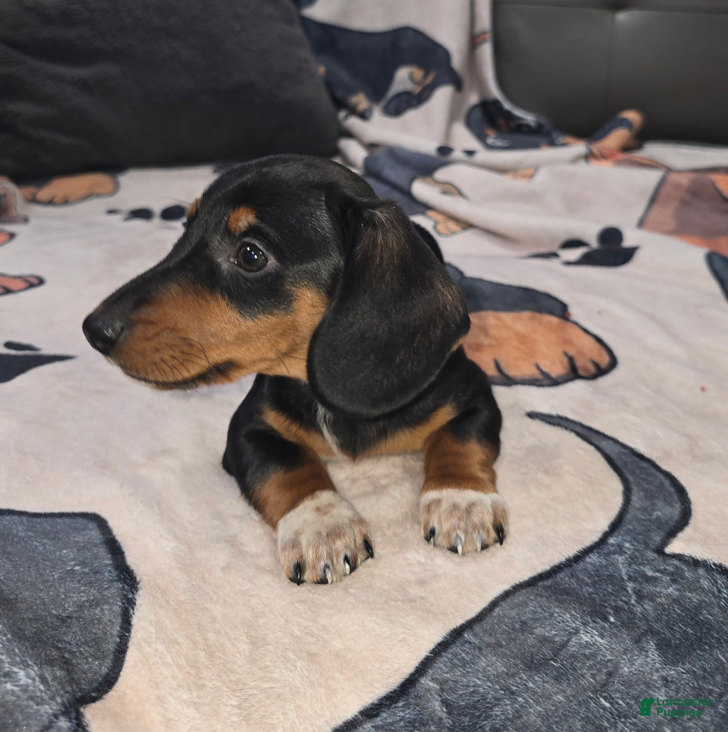 Dachshund dogs Jaxon - mini - Ad 2