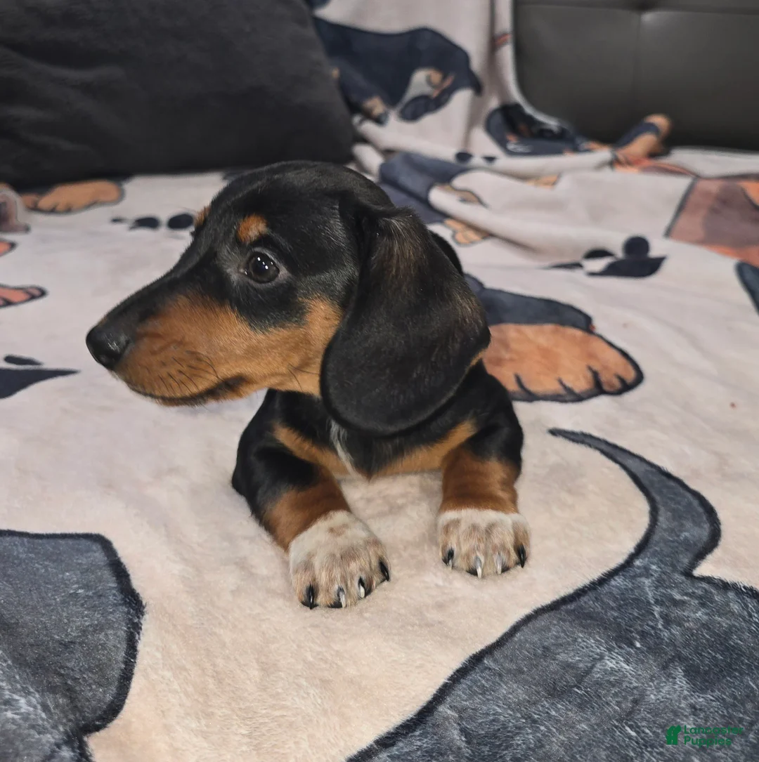 Dachshund dogs for sale: Jaxon - mini - Ad 2