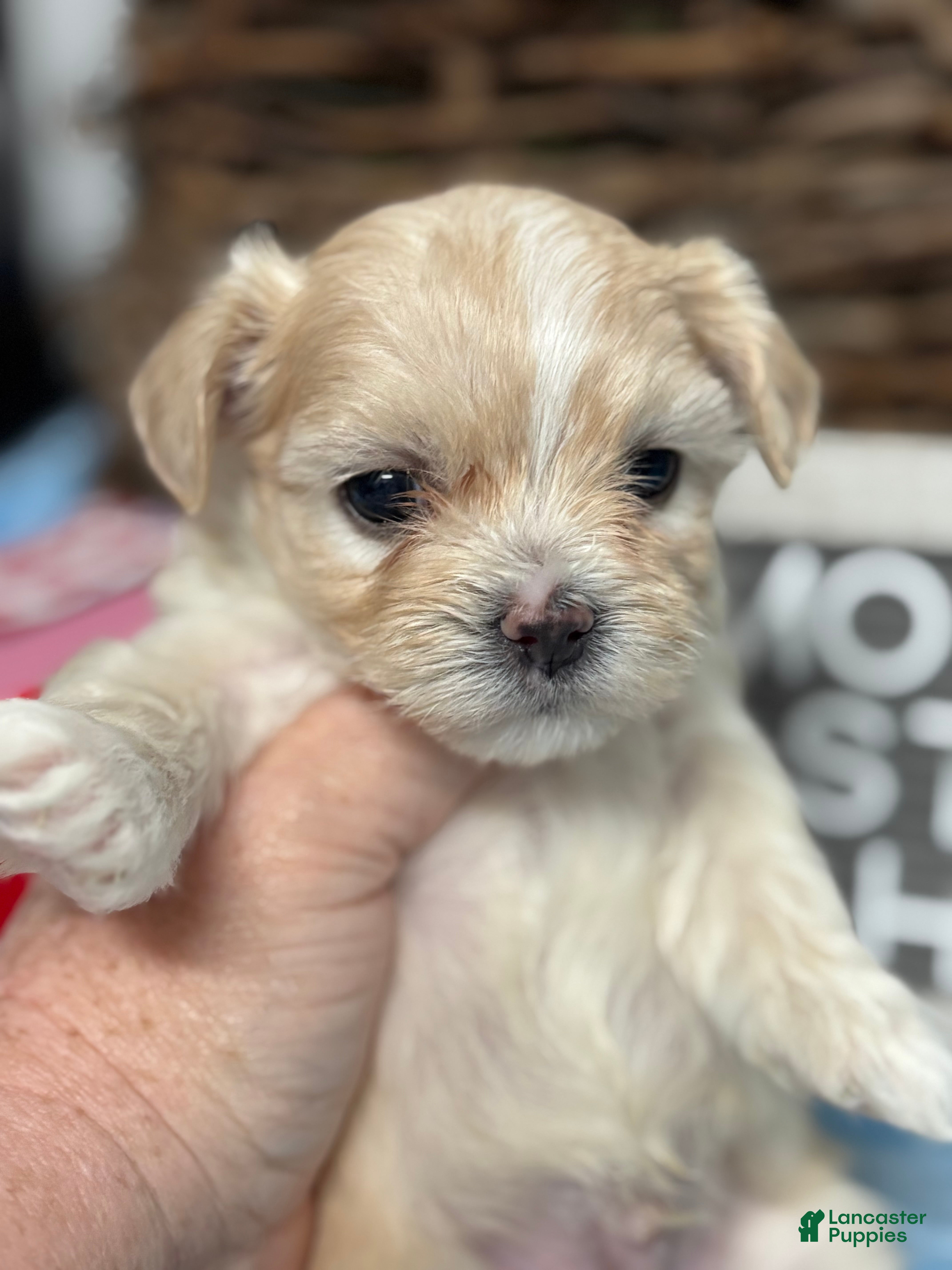 Maltipoo dogs Tiny Henry - Ad 2