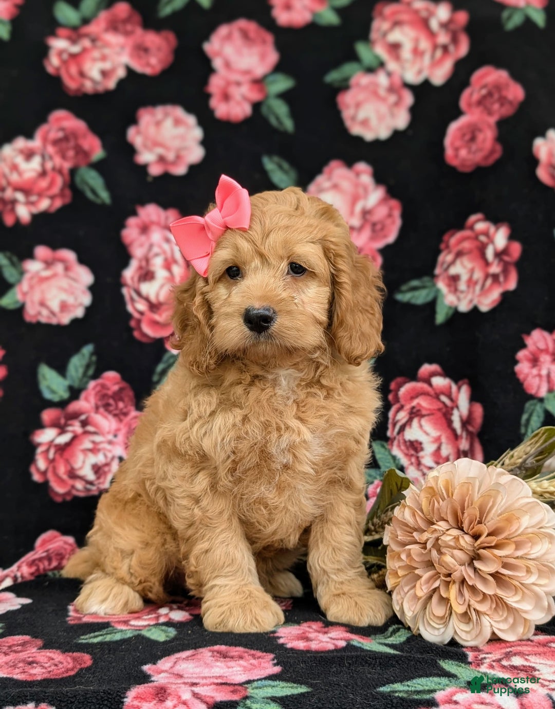 Cockapoo dogs for sale: Leon - Ad 18