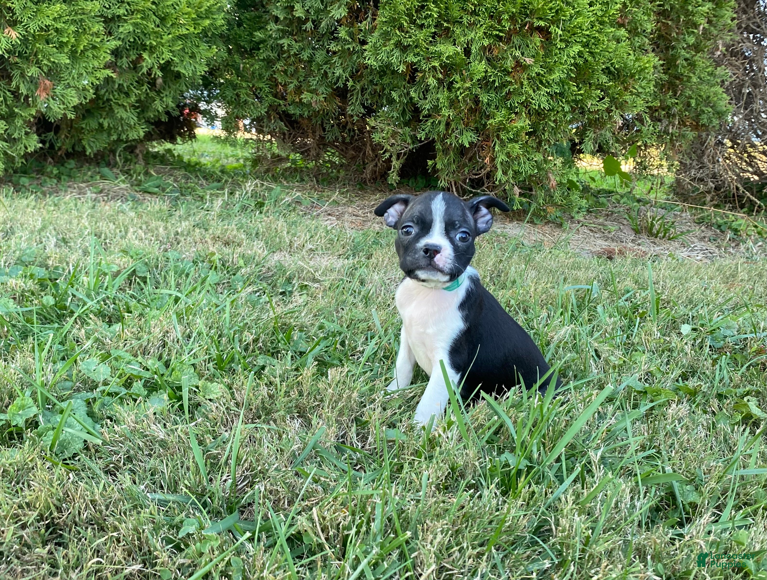 Boston Terrier dogs Lola - Ad 2