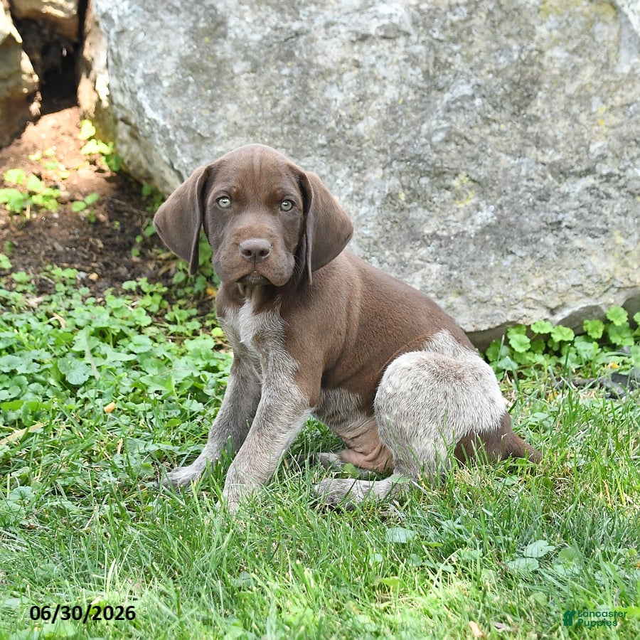 German Shorthaired Pointer dogs Ruger - Ad 1