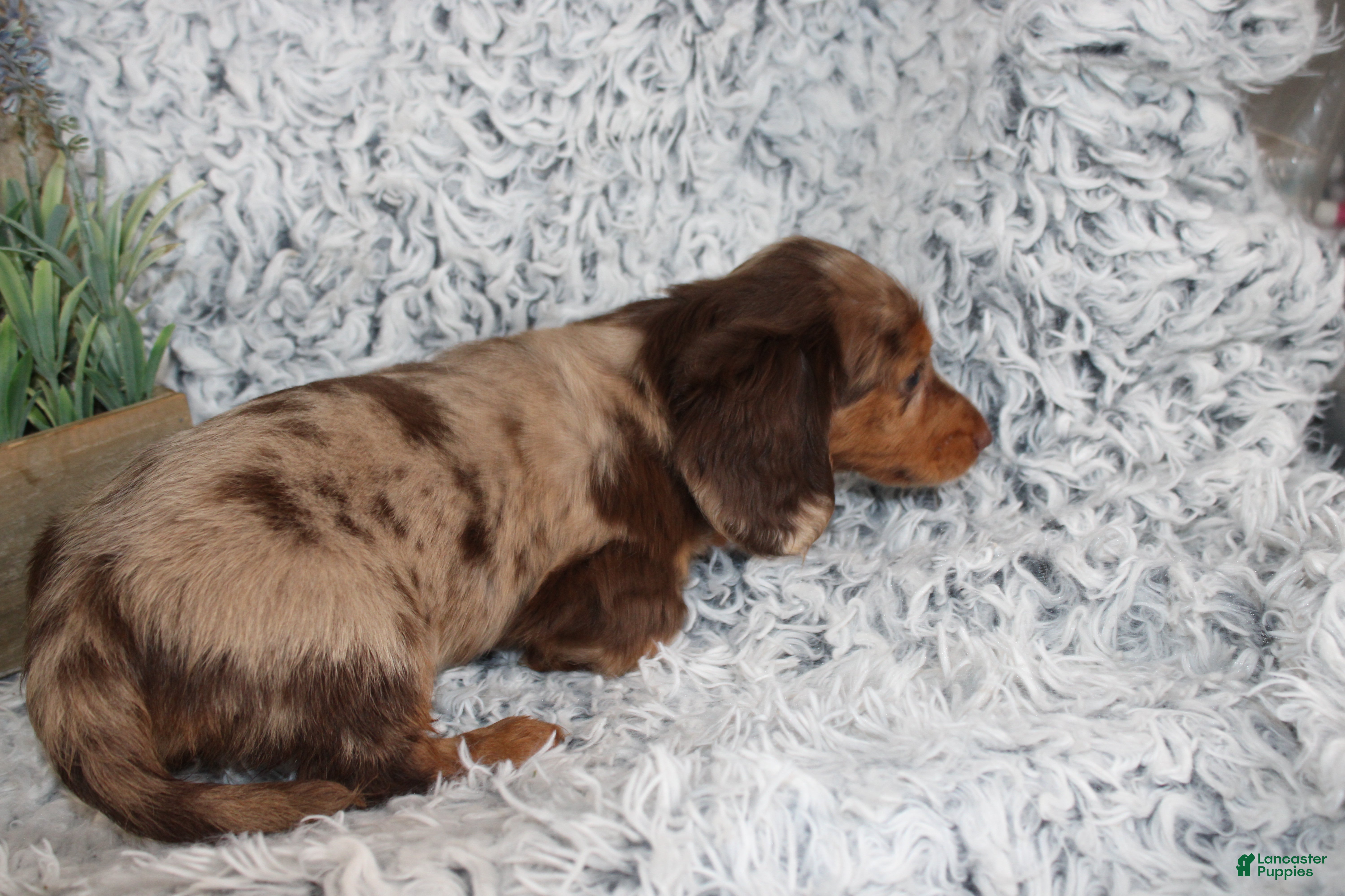 Dachshund dogs HARLEY - Ad 1