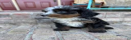 Mini Bernedoodle dogs for sale: Daisy - Ad 5