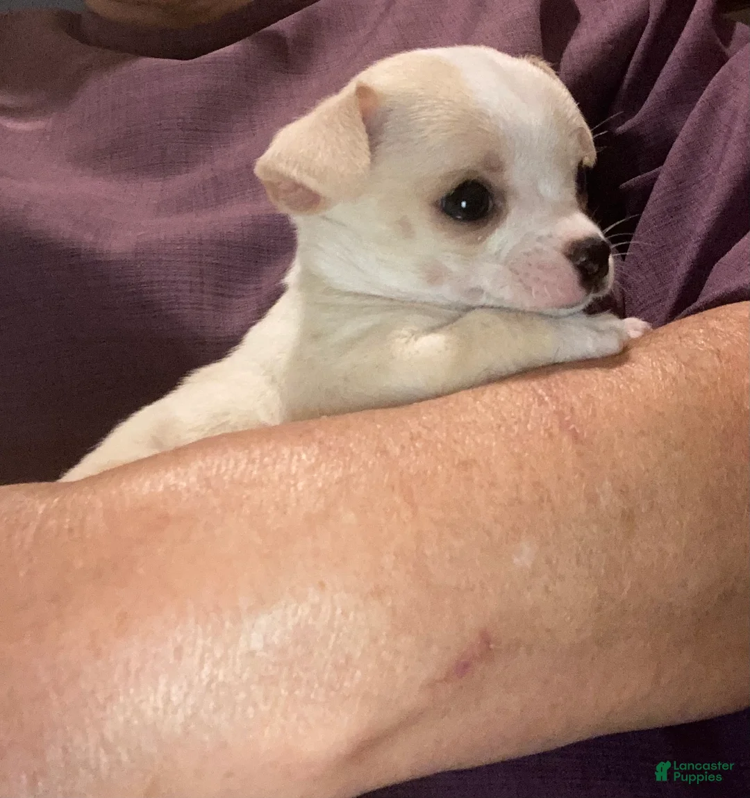 Chihuahua dogs for sale: Cooper - Ad 1