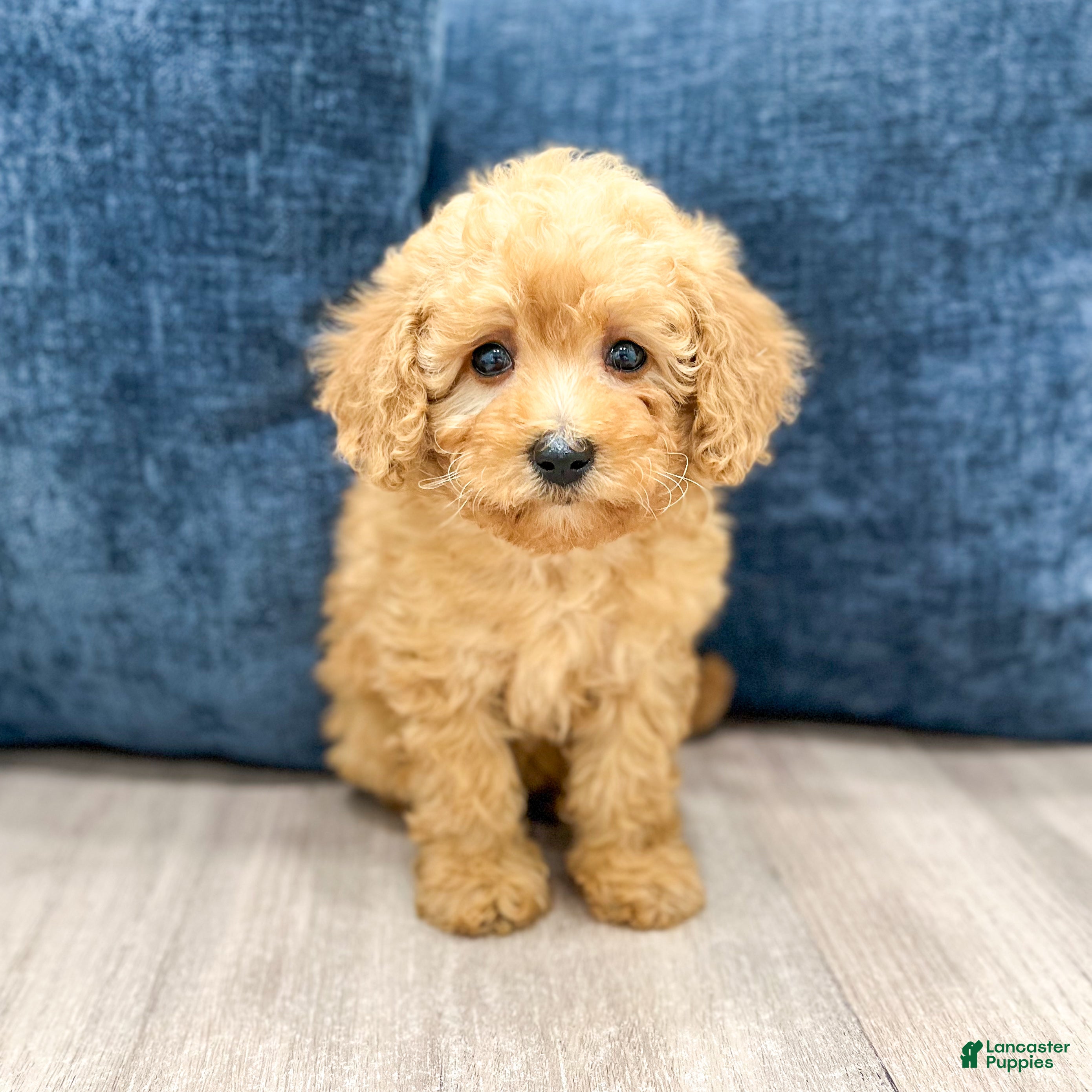 Miniature Poodle dogs for sale: Violet - Ad 1