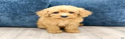 Miniature Poodle dogs for sale: Violet - Ad 1