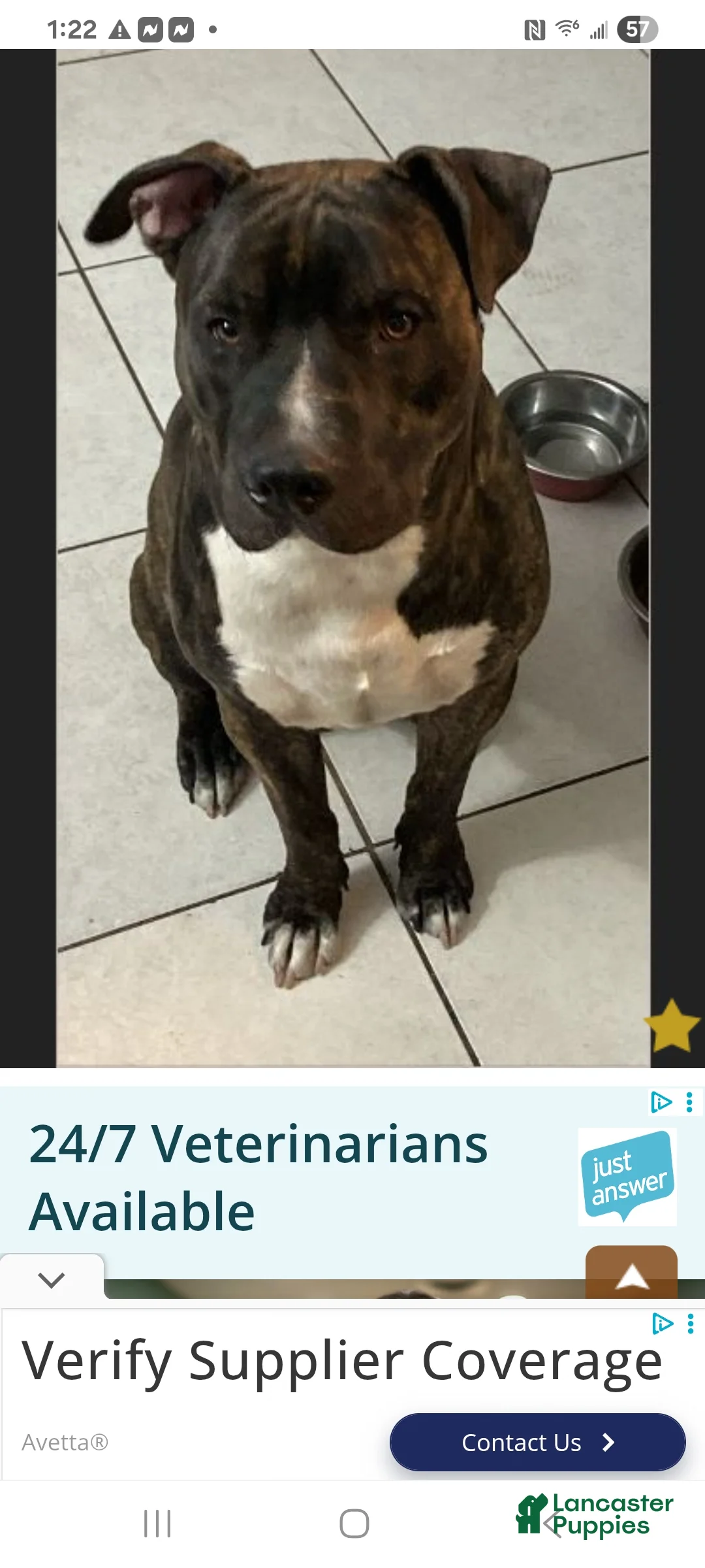American Pit Bull Terrier dogs for stud: Mocha - Ad 1