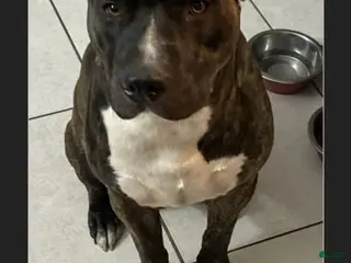 American Pit Bull Terrier dogs Mocha - Ad 11