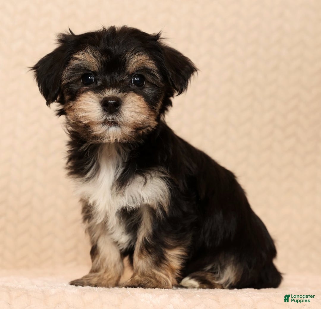 Yochon dogs for sale: Bella - Ad 4