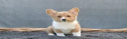 Welsh Corgi Pembroke dogs for sale: Tempest - Ad 4