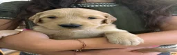 Golden Retriever dogs for sale: Light Green  - Ad 3