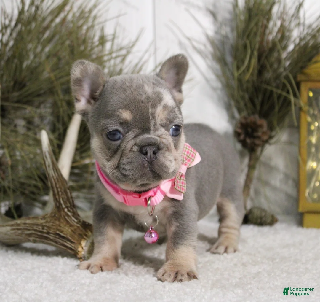 French Bulldog dogs for sale: Twinkle - Ad 3