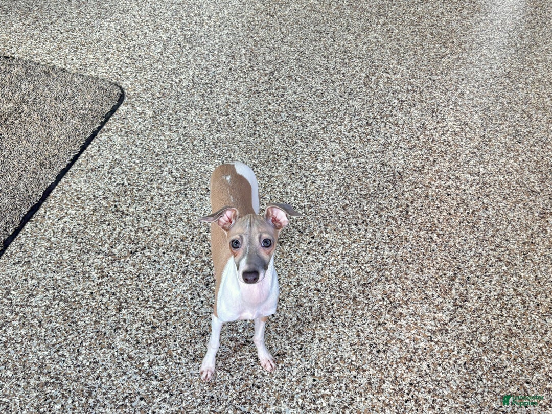 Italian Greyhound dogs for sale: Italian Greyhound Puppy 2 - Ad 2