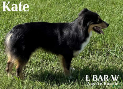 Miniature Australian Shepherd dogs Kate - Ad 2