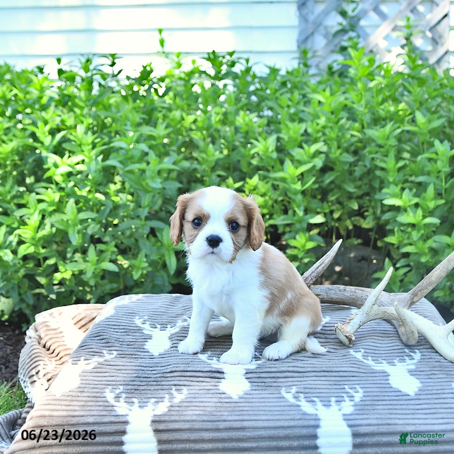 Cavalier King Charles Spaniel dogs Jasper - Ad 1