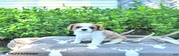 Cavalier King Charles Spaniel dogs for sale: Jasper - Ad 1