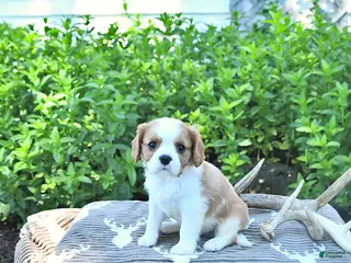 Cavalier King Charles Spaniel dogs for sale: Jasper - Ad 3